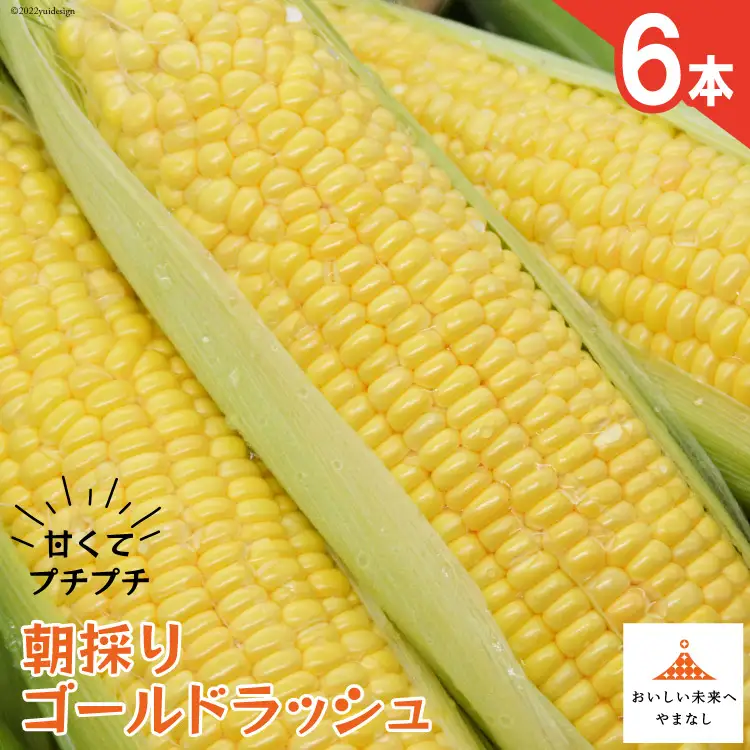 【期間限定発送】 朝採り 即出荷 甘くてプチプチ ゴールドラッシュ 6本 [しゃんと畑 山梨県 韮崎市 20745240] 野菜 とうもろこし トウモロコシ