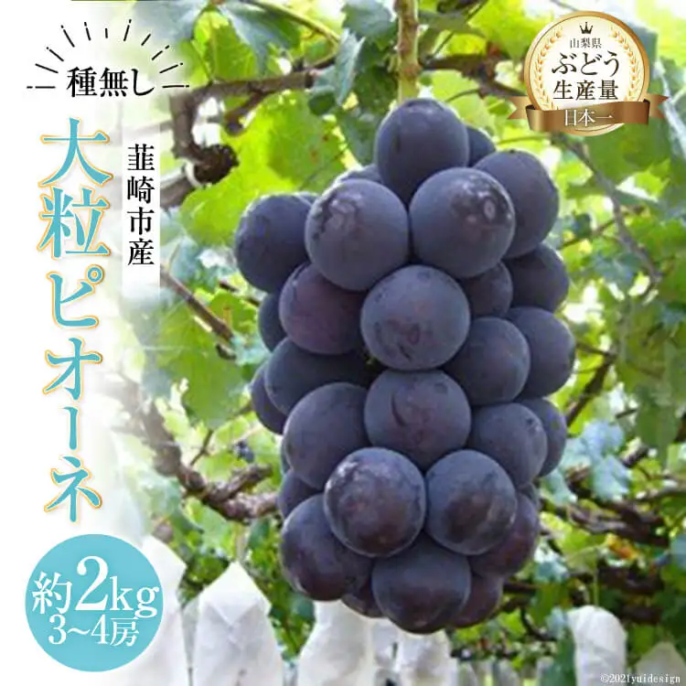 【2026年発送】 ぶどう 先行受付 ピオーネ 大粒 種無し 約 2kg  産地直送 冷蔵  [フルーツランド平賀 山梨県 韮崎市 20742837]