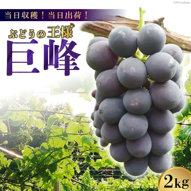 【2026年発送】【当日収穫！当日出荷！】巨峰（種なし） 2kg [モリモリファーム 山梨県 韮崎市 20742846]