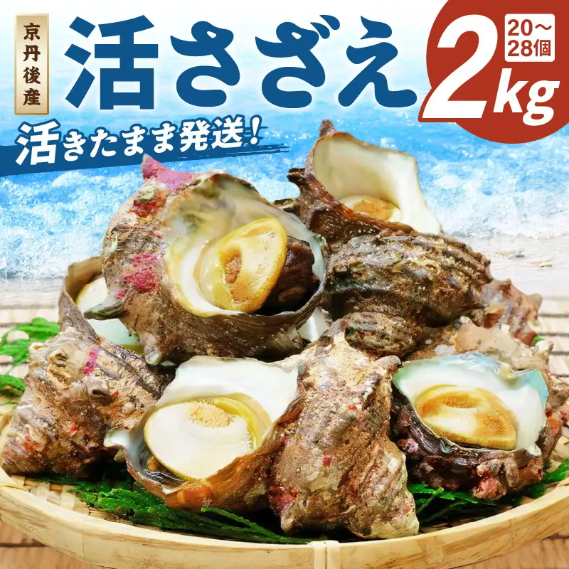 京丹後産さざえ2kg！活けサザエ