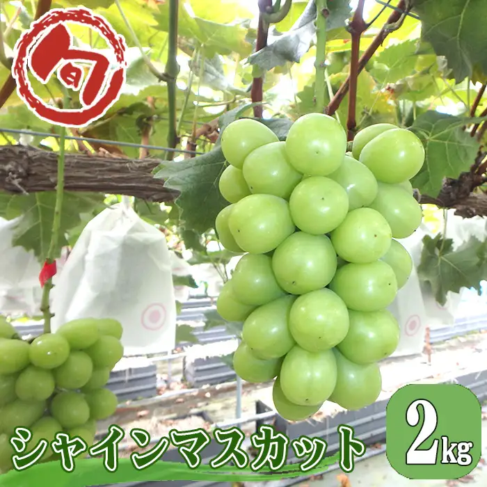 シャインマスカット 約2kg No.769
