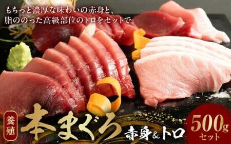AZ6019_本マグロ （養殖） 赤身 ＆ トロ セット 500g