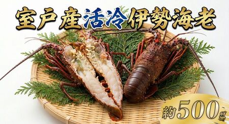室戸産活冷伊勢海老【約５００g】