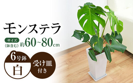 観葉植物モンステラ スクエア 6号 観葉植物 [ACYK001]