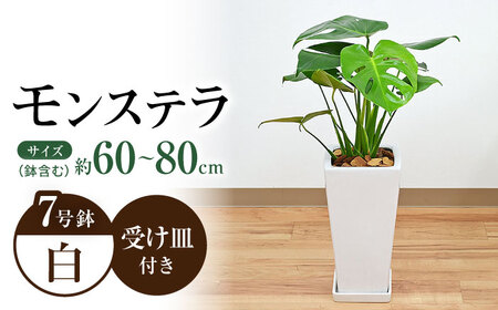 観葉植物モンステラ スクエア 7号(白) 観葉植物 [ACYK003]