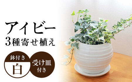観葉植物アイビー ヘデラ 3種 ボール形  白 観葉植物 [ACYK006]