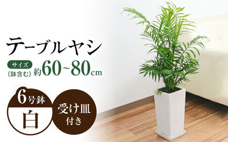 観葉植物チャメドレア 6号 白 観葉植物 [ACYK023]