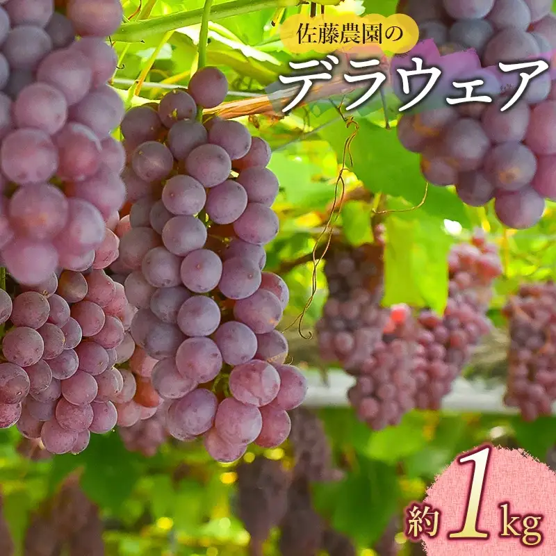 【令和8年産先行予約】 鶴岡市産 デラウェア 約1kg 佐藤農園