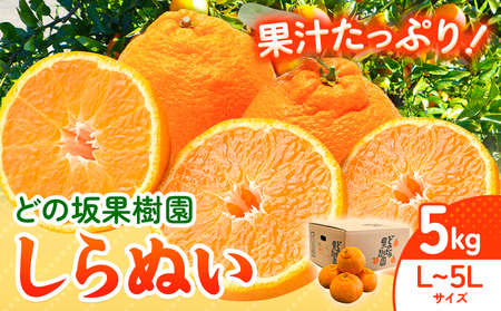 熟成貯蔵 不知火 5kg しらぬい 不知火