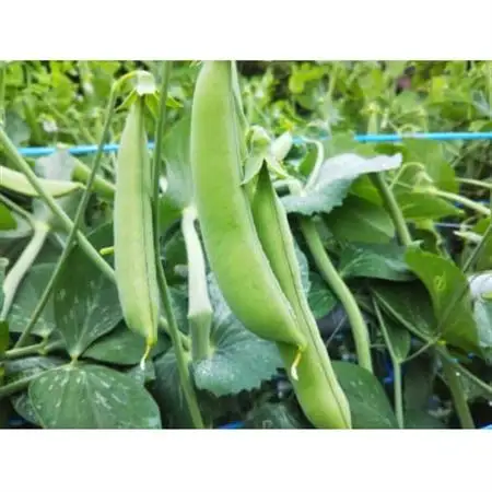 農家人が選んでお届けする「にし阿波の旬野菜詰合せ」　4～5品【配送不可地域：離島】【1432165】