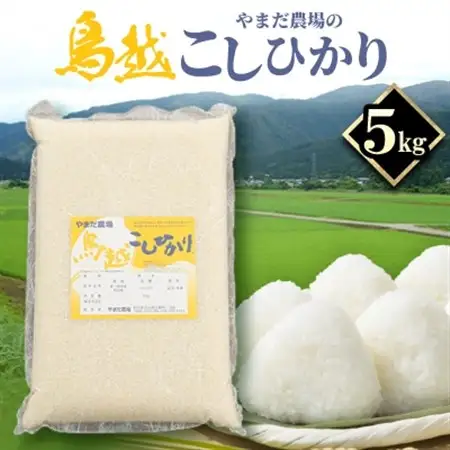 やまだ農場の鳥越こしひかり5kg　白米_ コシヒカリ 米 こしひかり_【1019155】