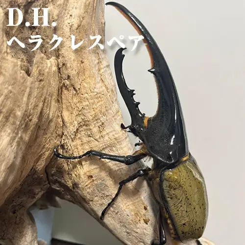 D.H.ヘラクレスペア【♂：150mm台/♀：フリーサイズ】 No.231
