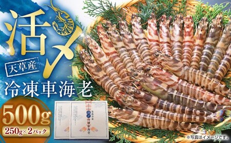 天草産 活〆冷凍 車海老 500g（特大） 12～14尾 車えび 車エビ えび 海老 エビ 冷凍 国産 熊本県 上天草市【2025年11月下旬発送開始】