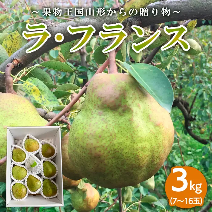 ～果物王国山形からの贈り物～ラ・フランス 秀3kg FZ26-740