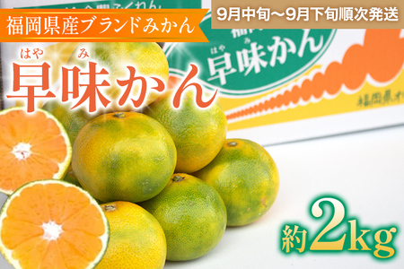 福岡県産ブランドみかん 「早味かん」約2kg箱
