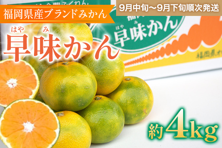 福岡県産ブランドみかん 「早味かん」約4kg箱