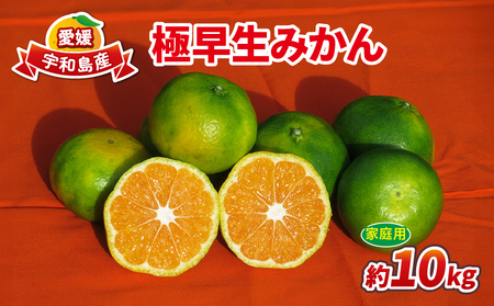 【ご家庭用】極早生みかん10kgWF|みかん(B010-024015)
