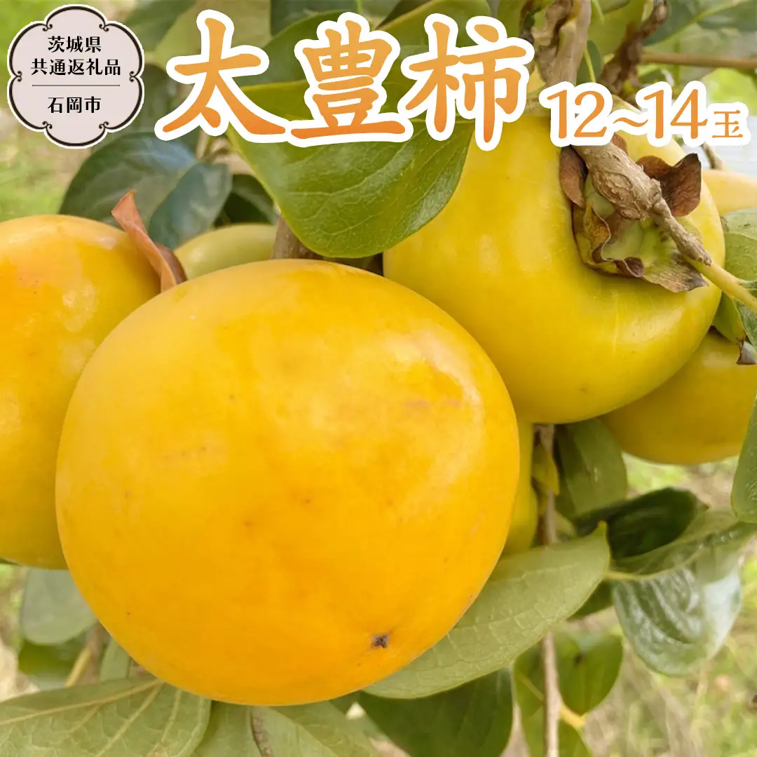 太豊柿  12～14玉 (茨城県共通返礼品 石岡市) 果物 くだもの フルーツ 柿 かき 2026年11月上旬以降発送 [DC011sa]