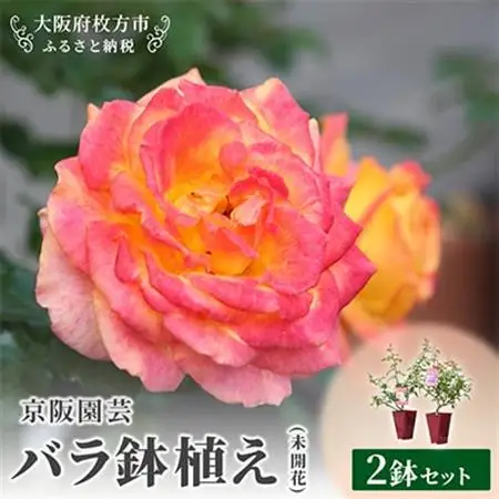 京阪園芸 バラ 鉢植え (未開花) 2鉢セット_花・観葉植物  花 _【1351042】