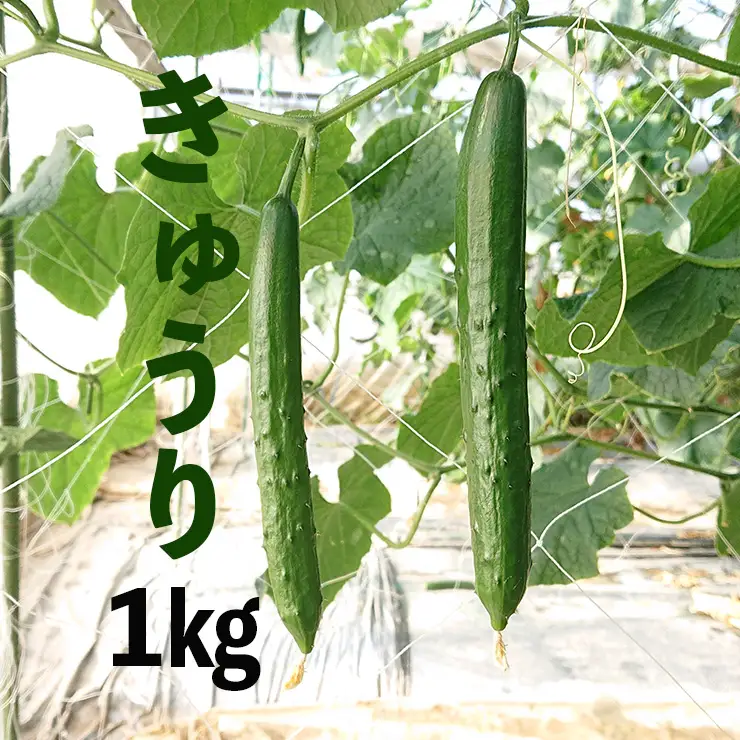 新鮮きゅうり1kg【特別栽培農産物】きゅうり