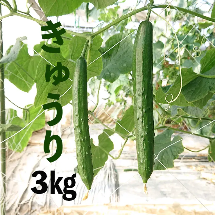 新鮮きゅうり3kg【特別栽培農産物】きゅうり