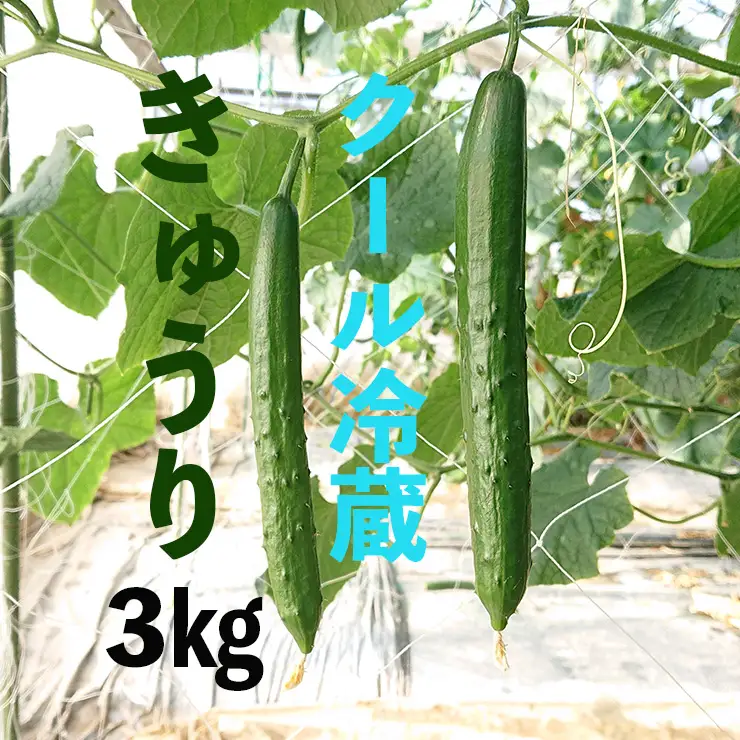 【クール冷蔵】新鮮きゅうり3kg【特別栽培農産物】 きゅうり