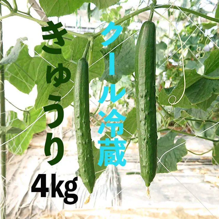 【クール冷蔵】新鮮きゅうり4kg【特別栽培農産物】 きゅうり