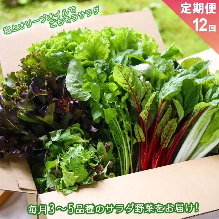 【定期便 全12回】サラダ野菜セット～3～5品種を毎月お届け～