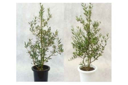 プロが選ぶ観葉植物～平和のシンボル　オリーブ～　8号鉢　【11246-0029】