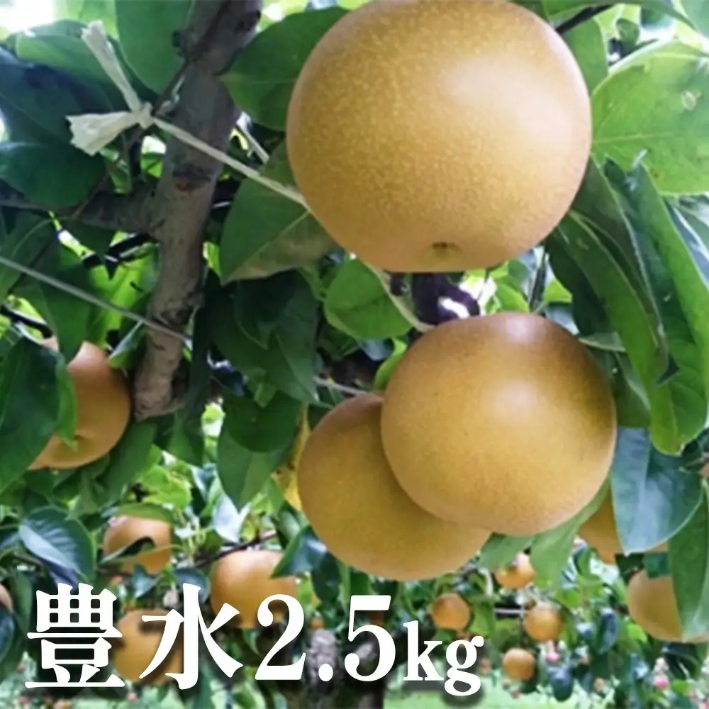 彩りファームの完熟梨　豊水　約2.5kg　【11246-0150】