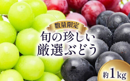 【2026年8月〜発送】【数量限定】 旬の珍しい厳選 ぶどう 約 1kg / 旬 フルーツ ぶどう ブドウ 葡萄 くだもの 果物 マスカット 産地直送 / 南島原市 / 長崎県農産品流通合同会社 [SCB053]