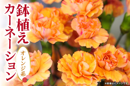 カーネーション オレンジ系 鉢植え 母の日 贈り物 A07-009 