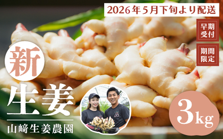 早期受付 期間限定 みずみずしさがたまらない 新生姜 約3kg【2026年5月下旬～9月上旬配送】高知県 高知 四万十市 四万十 しまんと 農作物 特産 しょうが 生姜 ショウガ 野菜 旬 新鮮 国産 先行 予約 ジンジャー 25-817