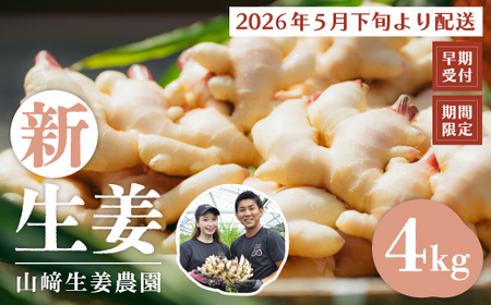 早期受付 期間限定 みずみずしさがたまらない 新生姜 約4kg【2026年5月下旬～9月上旬配送】高知県 高知 四万十市 四万十 しまんと 農作物 特産 しょうが 生姜 ショウガ 野菜 旬 新鮮 国産 先行 予約 ジンジャー 25-818