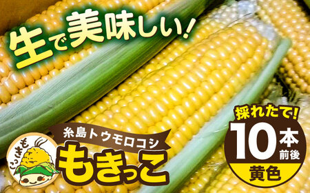 【先行予約】糸島 トウモロコシ 『もきっこ』 黄 （ 10本前後 ） 【2026年6月下旬以降順次発送】《糸島》 【内田農業】 [AZH001]