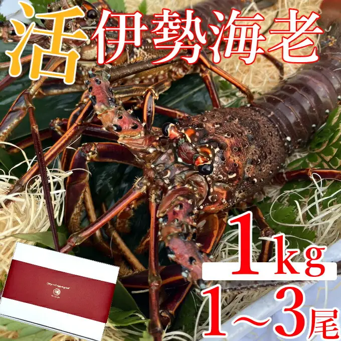 【 予約受付 令和8年9月16日以降発送 】室戸市産活伊勢海老　１ｋｇ　レシピ、軍手付き 伊勢エビ 伊勢えび イセエビ えび 海老