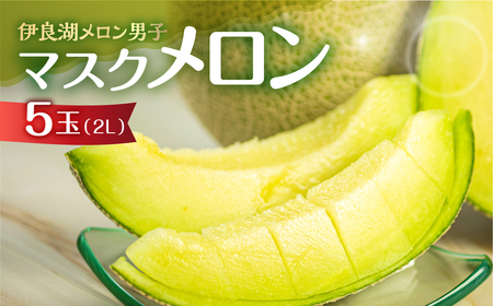 《先行予約》マスクメロン 5玉 伊良湖メロン男子