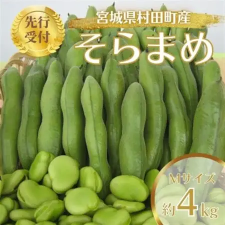 【先行受付2026年】そらまめ 約4kg Mサイズ 宮城県村田町産【配送不可地域：離島】【1451278】