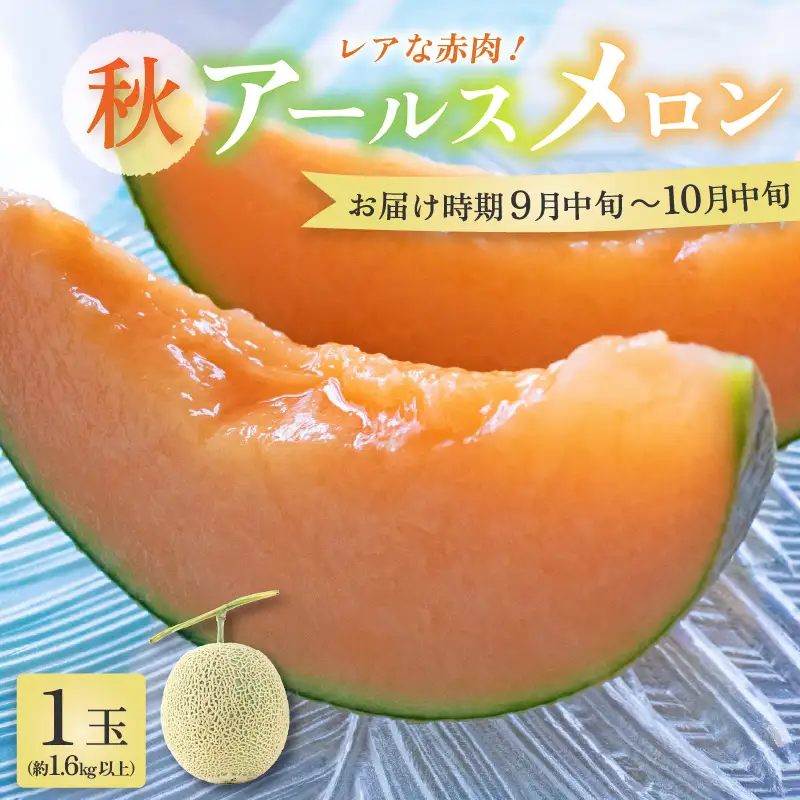 【先行予約】【赤肉】秋 アールスメロン 1玉（約1.6kg以上） 高級メロン！ ／ マスクメロン 大玉 果物 フルーツ 夏 ギフト 農家直送 ※2026年9月中旬以降発送  [aw065-a010]