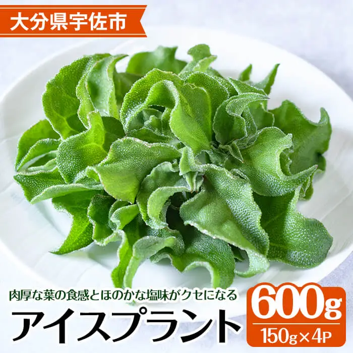 ＜先行予約受付中！12月中旬以降お申し込み順に発送予定＞アイスプラント(計約600g・150g×4パック)野菜 葉物野菜 葉野菜【114800201】【公益社団法人 あじむ農業公社】