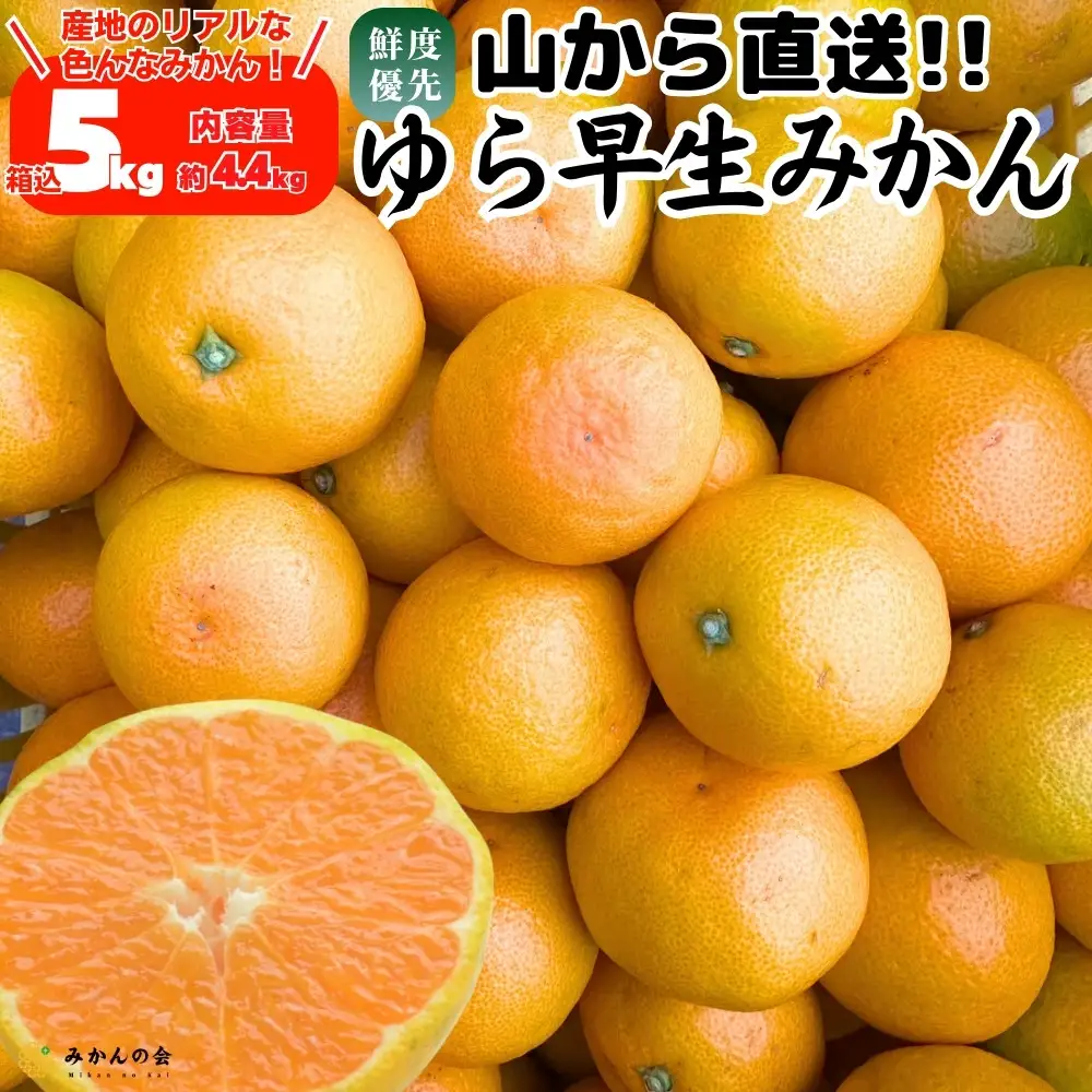 ゆら早生 みかん 山から直送 箱込 5kg (内容量 4.4kg) 採れたてそのままごろごろ規格 有田みかん 和歌山県産 【みかんの会】［2026年10月下旬頃より順次発送予定］