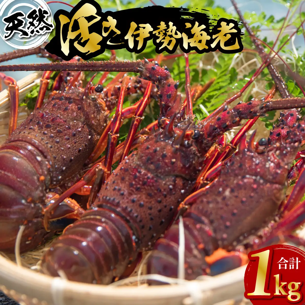 先行予約 天然 伊勢海老 1kg 活伊勢海老 厳選 産地直送　【2026年5月以降発送】