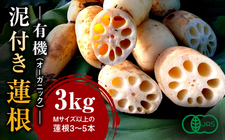 【2026年度発送分 先行予約】有機（オーガニック）泥付き蓮根3kg / 佐賀県 / 吉田農園 [41AHAE003]