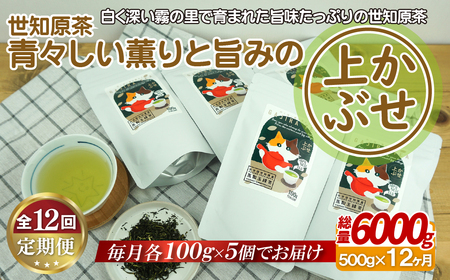 世知原茶 青々しい薫りと旨みの上かぶせ【12回定期便】