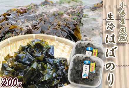 【極味のひもの特製】房州小湊産 天然『生冷 はばのり』200g《数量限定》　[0010-0284]