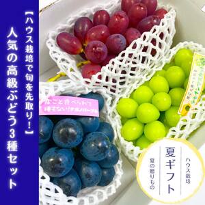 【数量限定】高級ぶどう3種セット(各１房) 2026年7月中旬より発送