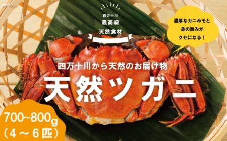 26-030．最高級天然食材！四万十川の天然ツガニ 約700g～800g（4～6匹）