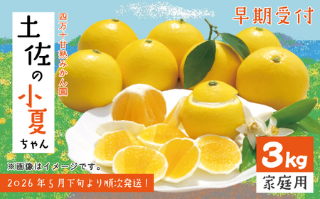 【早期受付・数量限定】甘味が強く酸味が少なめ！土佐の小夏ちゃん 3kg【家庭用】予約 旬 くだもの 果物 フルーツ 柑橘 ミカン みかん 小夏 こなつ 日向夏 四万十 農家直送【2026年5月下旬より順次配送】25-163