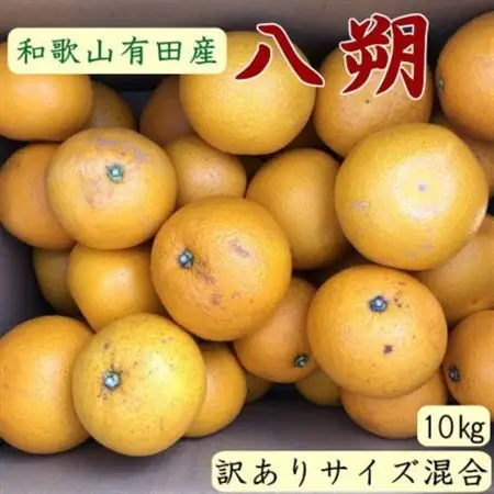 【手選果・訳あり】有田産の八朔約10kg(サイズ混合)【日高町】【1217624】