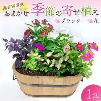 【1114-3】【園芸店直送】おまかせ季節の寄せ植え プランター 花